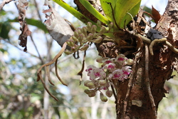 Chemin des orchid&eacute;es