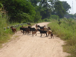 Kh&egrave;m Kong(Berges du M&eacute;kong)