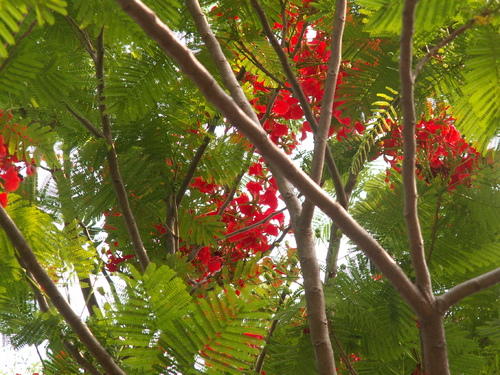 L'arbre de la semaine