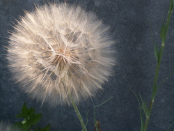 Chroniques du potager 6/ສວນຜັກພາກທີ6