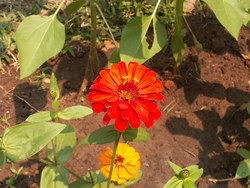 jardin de l'amiti&eacute;