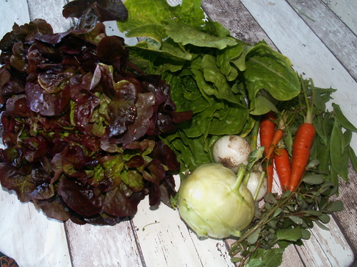 Jarini&egrave;re de l&eacute;gumes du jour!