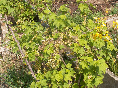Printemps cl&eacute;ment, mais un peu sec!