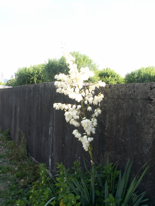 Une fleur pour une personne ch&egrave;re!