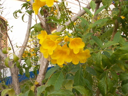 Vientiane premiers jours