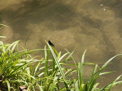 demoiselles ou libellules