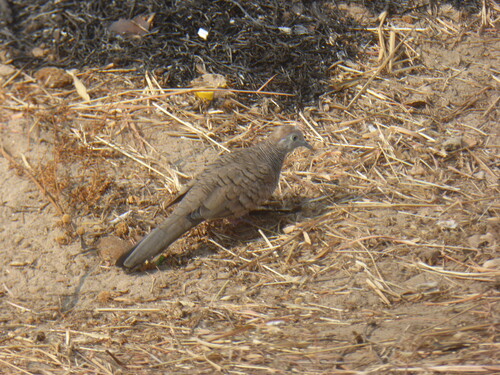M&eacute;kong samedi matin