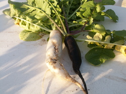 Chroniques du potager 15