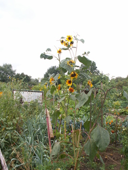 Ao&ucirc;t, le mois des r&eacute;coltes...