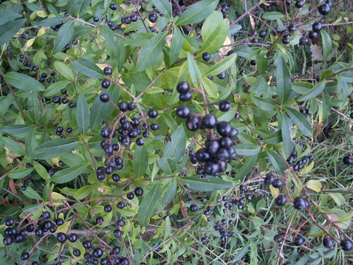 Aux petits des oiseaux, Dieu donne leur p&acirc;ture