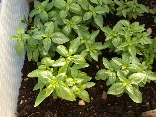 Les herbes que l'on aime!