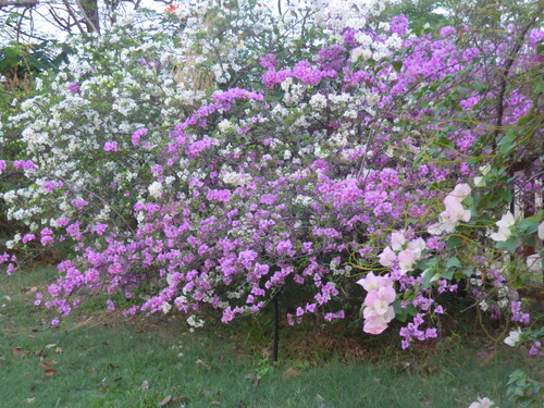 R&eacute;surrection!