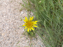 Fleurs presque sauvages!