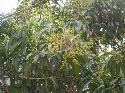 Esp&eacute;rances fruit&eacute;es