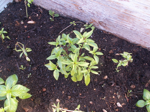 Chroniques du potager 10