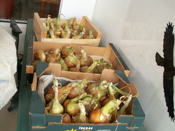 Oignons: culture facile!