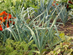 Chroniques du potager 15