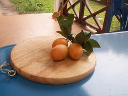 Des abricots au Laos