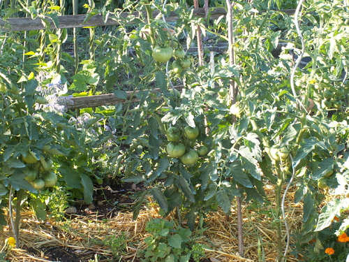 Les herbes que l'on aime!