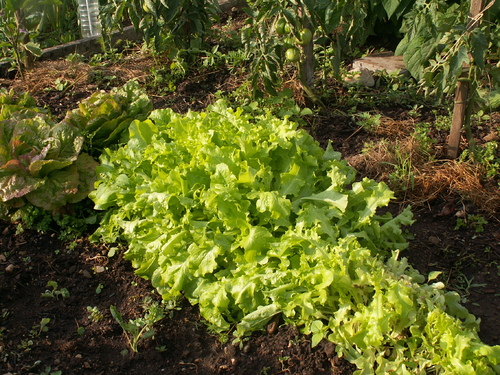 Chronique du potager8