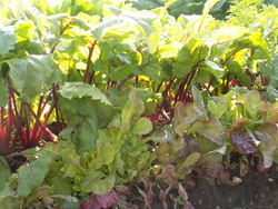 Chronique du potager 13