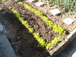 Chronique du potager 1