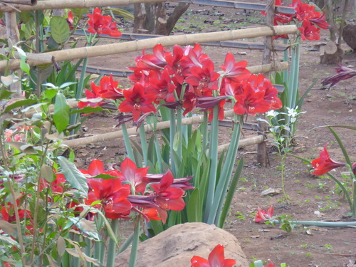 Les amaryllis!