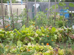 Et encore le jardin!