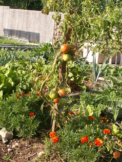 Chronique du potager 13