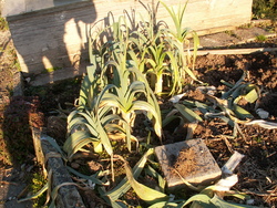 Tr&eacute;sors survivants!