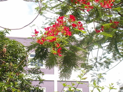 Four &agrave; vapeur!