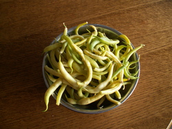 Chroniques du potager 15