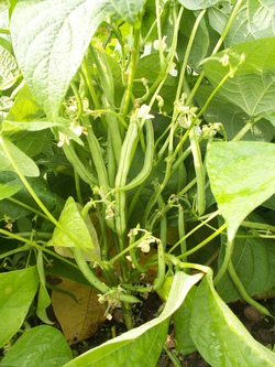 Ao&ucirc;t, le mois des r&eacute;coltes...