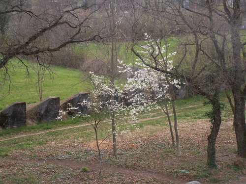J'habite chez mes plantes...