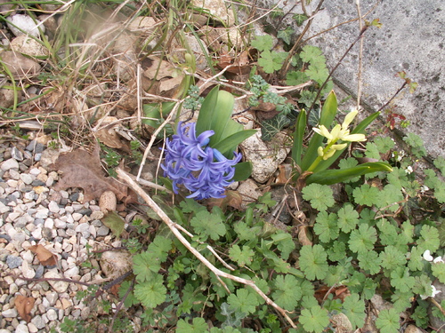 Retrouver son jardin