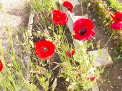 Fleurs presque sauvages!