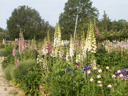 Chroniques du potager3