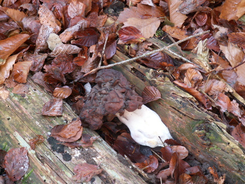 une morille en automne?