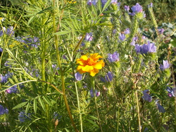 Chroniques du potager 12