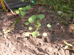 jardin de l'amitié(suite)