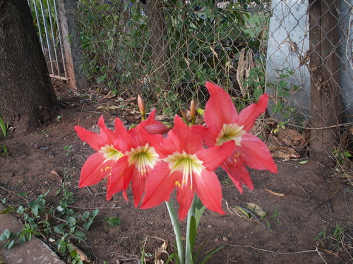 Amaryllis