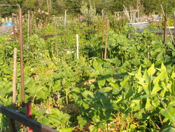 Chroniques du potager2