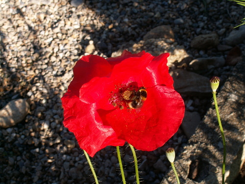 Jardin des 4 saisons