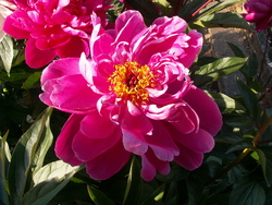 Fin de printemps, belle saison!