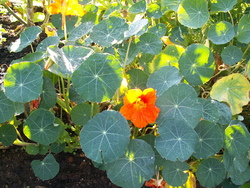 Plaisir des yeux(3, les  autres)