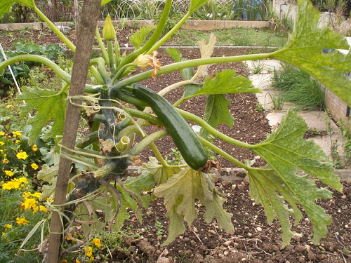 Ils portent encore des fruits dans la vieillesse(Ps 92,15)