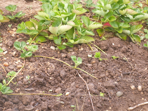 Et encore le jardin!