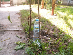 Agriculture transculturelle, ou fruit de la passion sous perfusion.