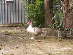 Les aventures d'un canard