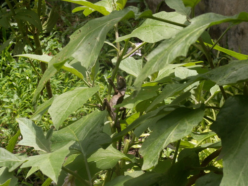 la b&eacute;b&ecirc;te du jour